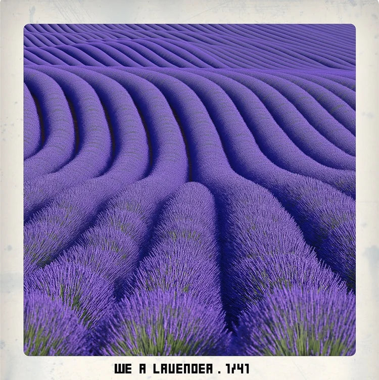 we r lavender.1/41